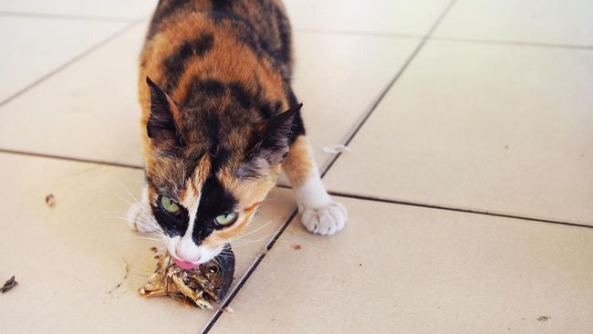 5 Jenis Ikan Tinggi Protein yang Cocok Jadi Pilihan Makanan Kucing